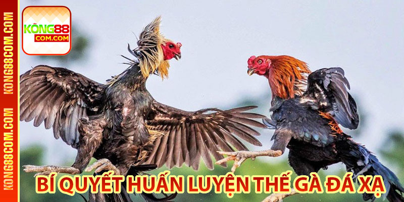 Bí quyết huấn luyện thế gà đá xạ